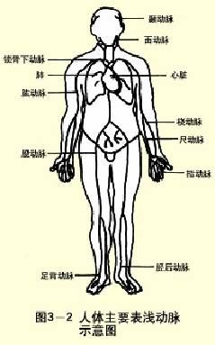 人体主要表浅动脉示意图