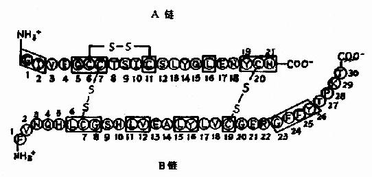 胰岛素的一级结构