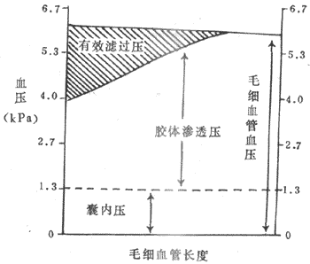 肾小球毛细血管血压，胶体渗透压和囊内压对肾小球滤过率的作用