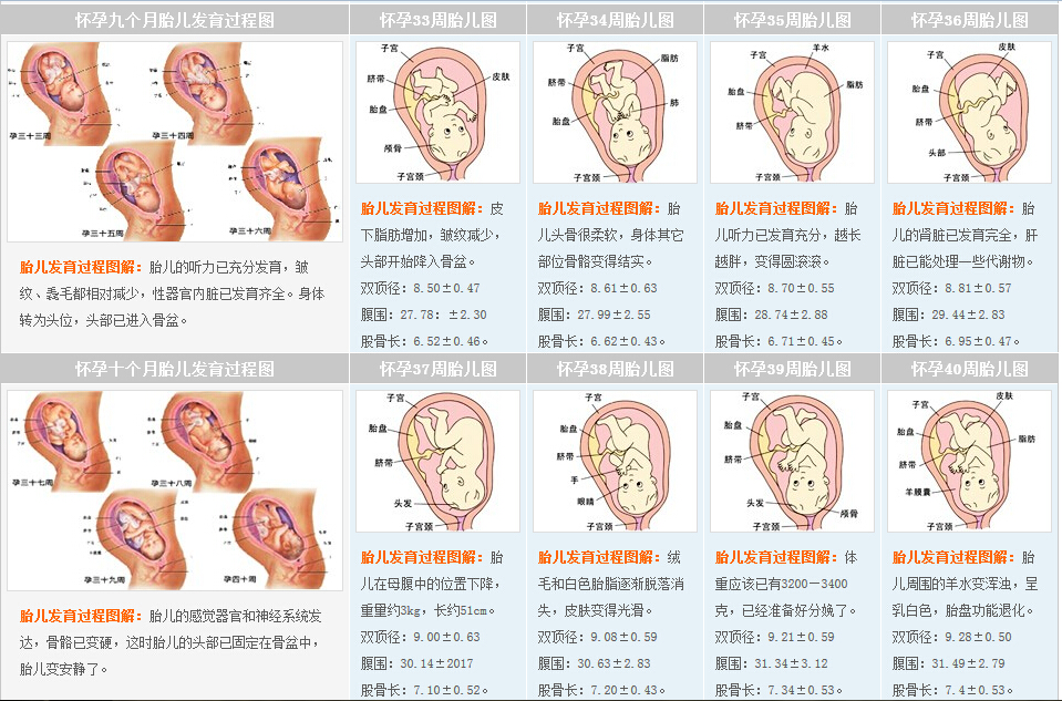 第九、十个月发育