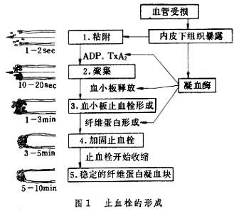 止血栓的形成