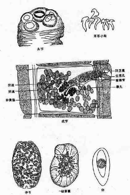 西里伯瑞列绦虫