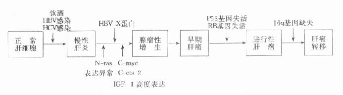 肝细胞癌的多阶段癌变学说