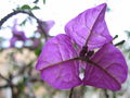 Bougainvillea.jpg