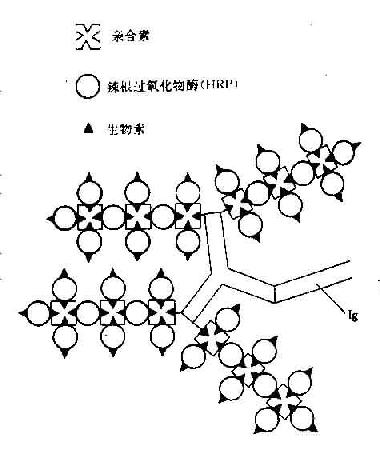 生物素－酶标亲合素系统反应示意图