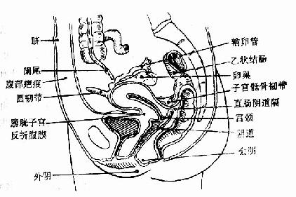 子宫内膜异位症的发生部位