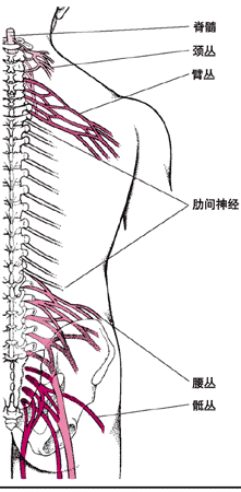 神经丛