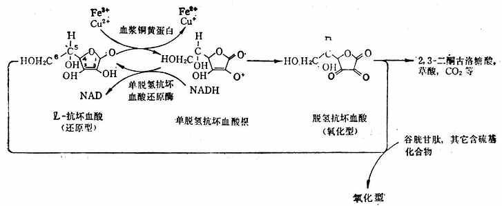 抗坏血酸的氧化还原反应