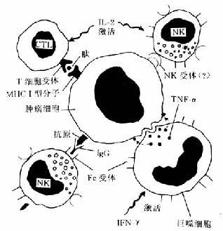 抗肿瘤免疫的细胞效应机制