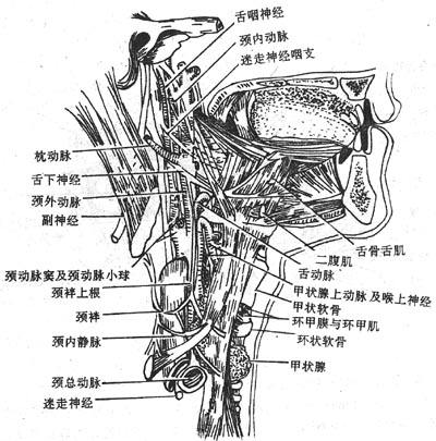 Glyteqm9.jpg