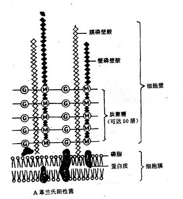 细菌细胞壁结构模式图