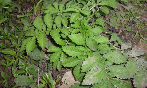 鹤草芽原生态