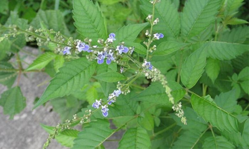 牡荆叶原生态