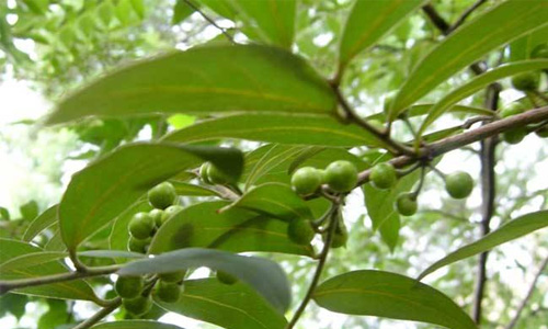 山胡椒根原生态