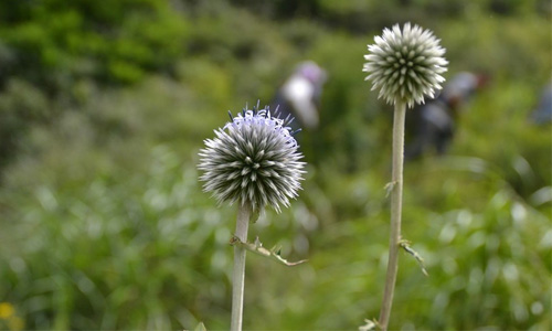 禹州漏芦原生态